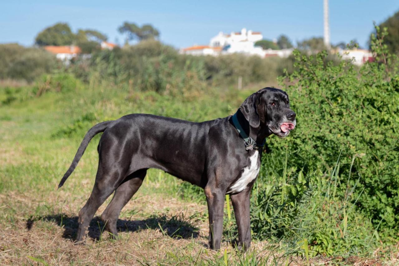 Willa Quinta Da Foz Foz do Arelho Zewnętrze zdjęcie
